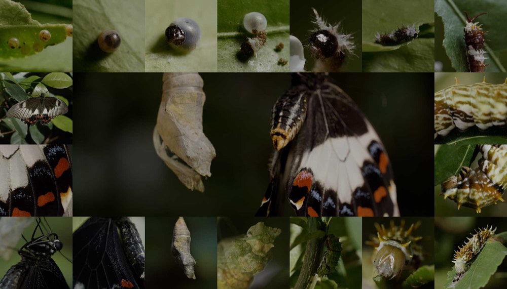Key art for Metamorphosis: a grid of macro stills following the Orchard Swallowtail from egg through caterpillar and chrysalis to butterfly.